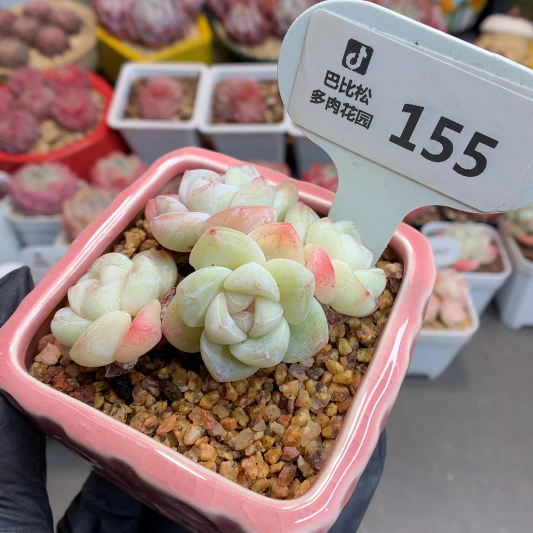 155 透心冰玉多肉