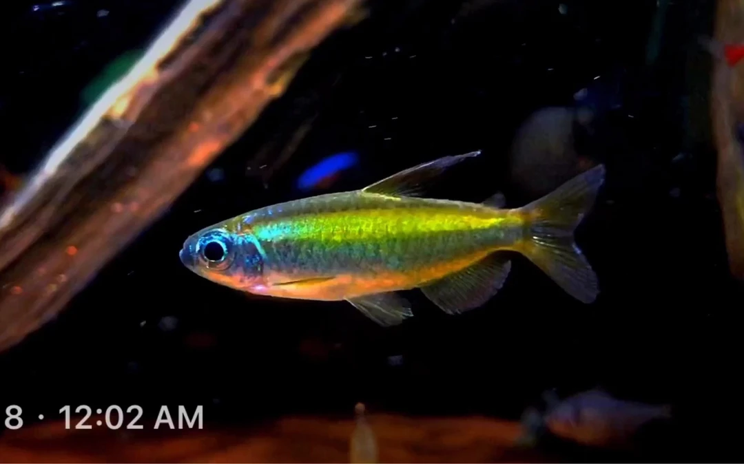 黄金刚果二线灯鱼 2-3cm 交朋友福利