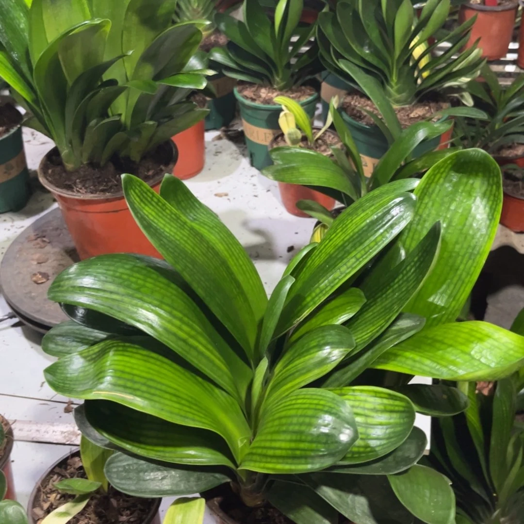 当前无花栽培后可以开花