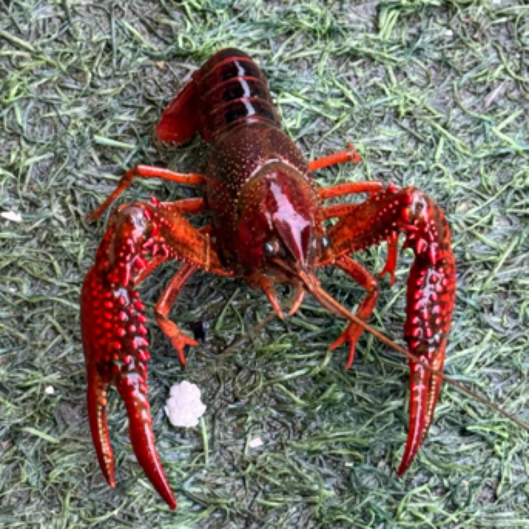 湖北清水特大号小龙虾38元一斤