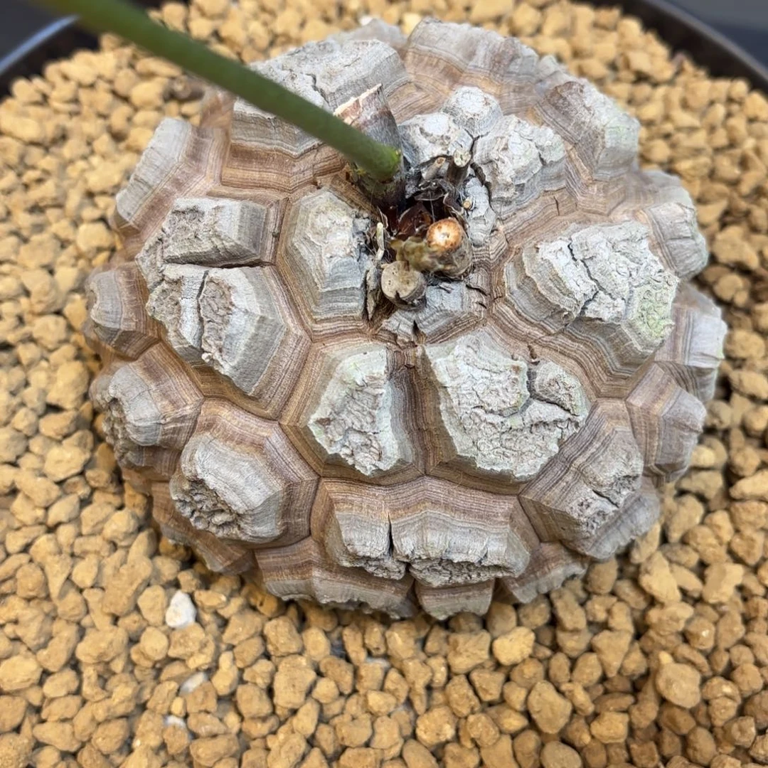 2503号龟甲龙带盆包邮尺寸