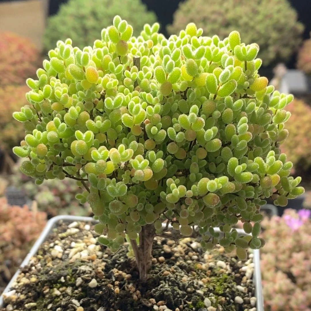 含**蜜橘糖球8082枝干番杏