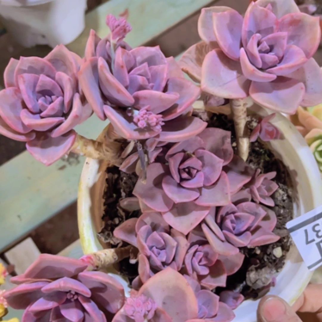 【闪购商品】彩虹糖15337