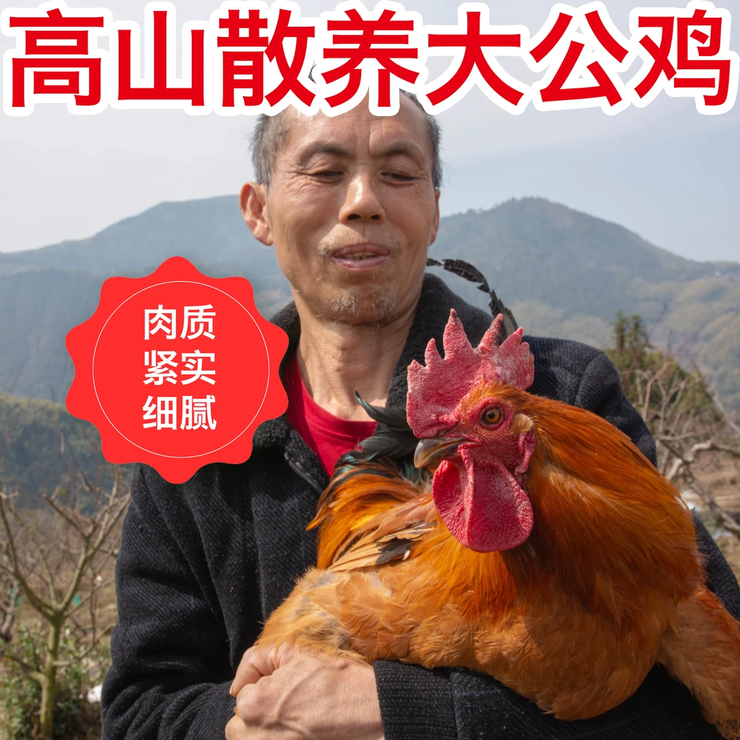 温州泽雅高山散养大公鸡