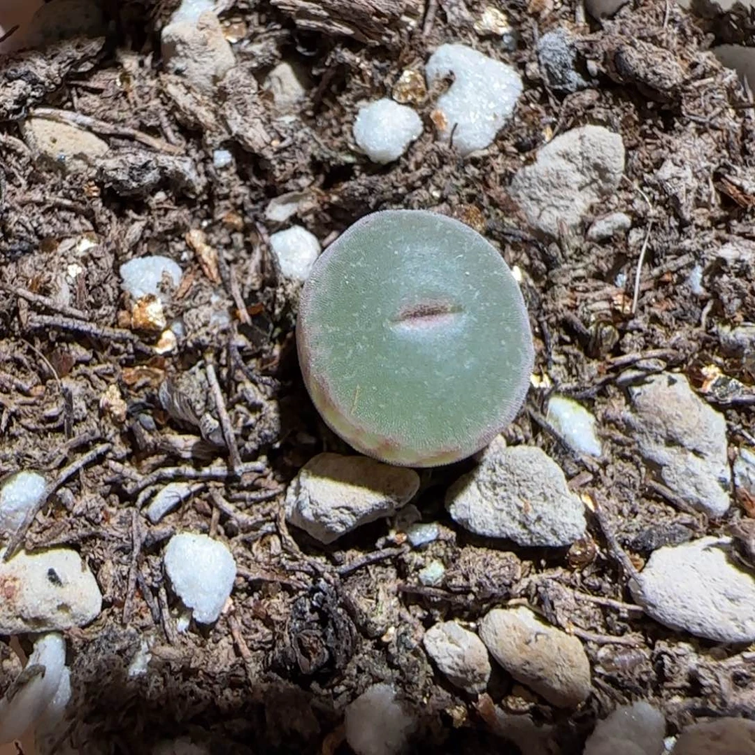 肉锥多肉植物百科-安格245