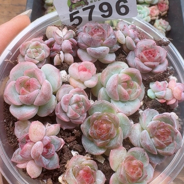 多肉植物多肉植物