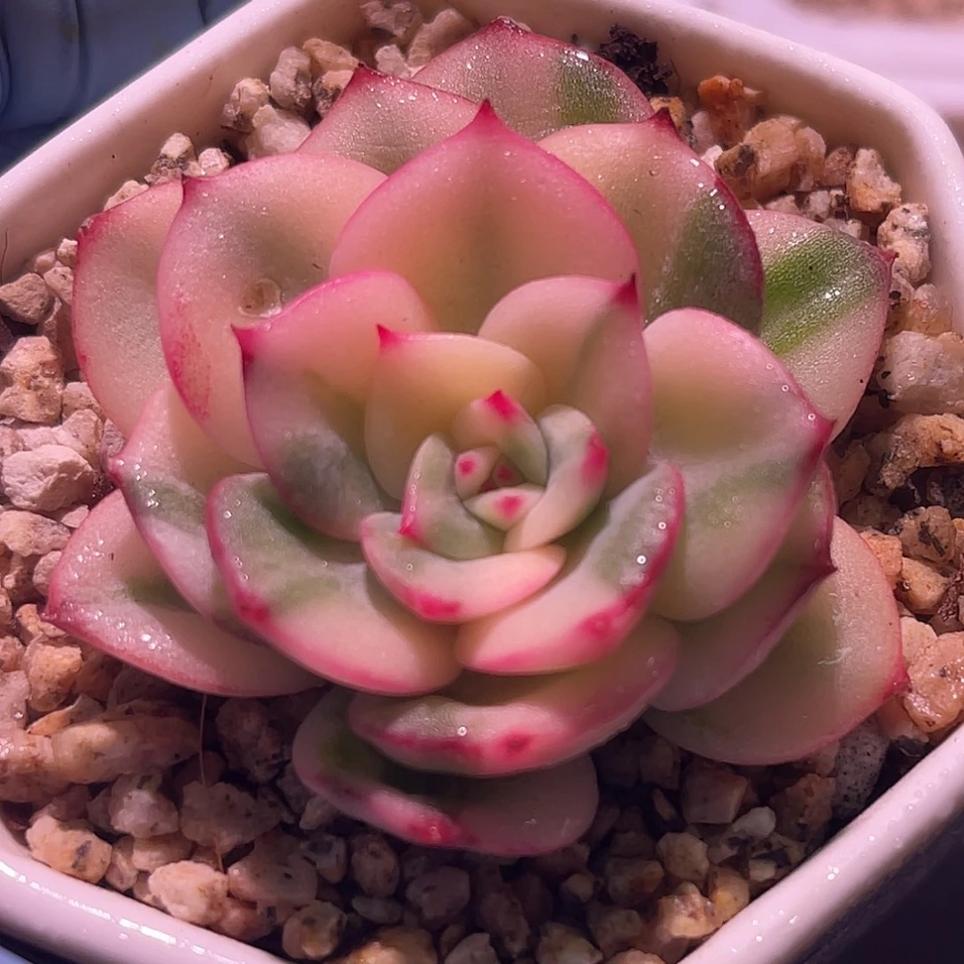 尚品园艺三文鱼锦头盖8476有叶伤