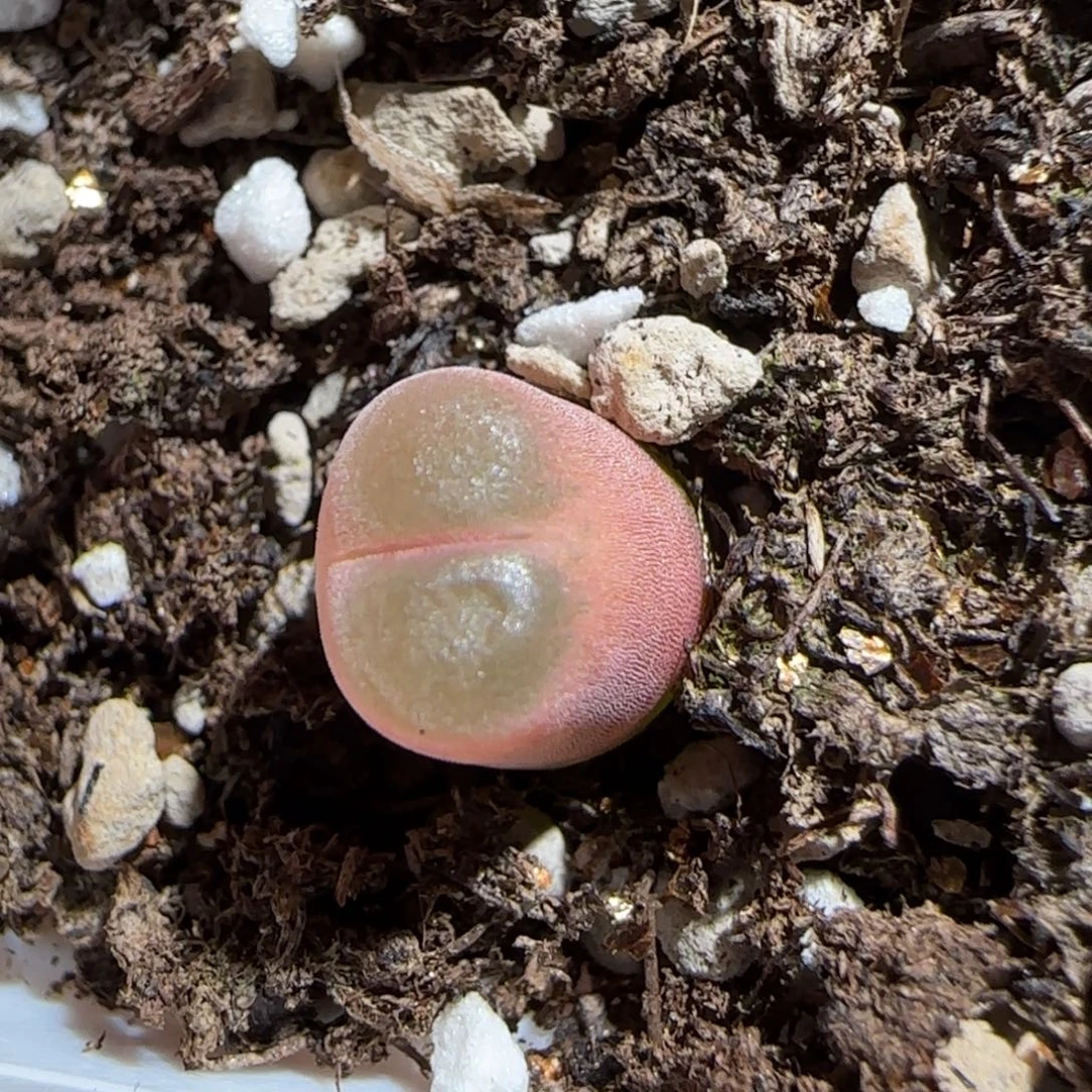 肉锥多肉植物组合-10km风铃925