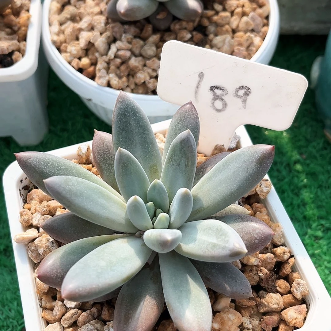 189号一个拍照片了吗丁啉@