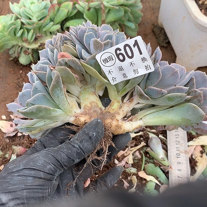 汉堡树 板子有伤 9月27号左右发