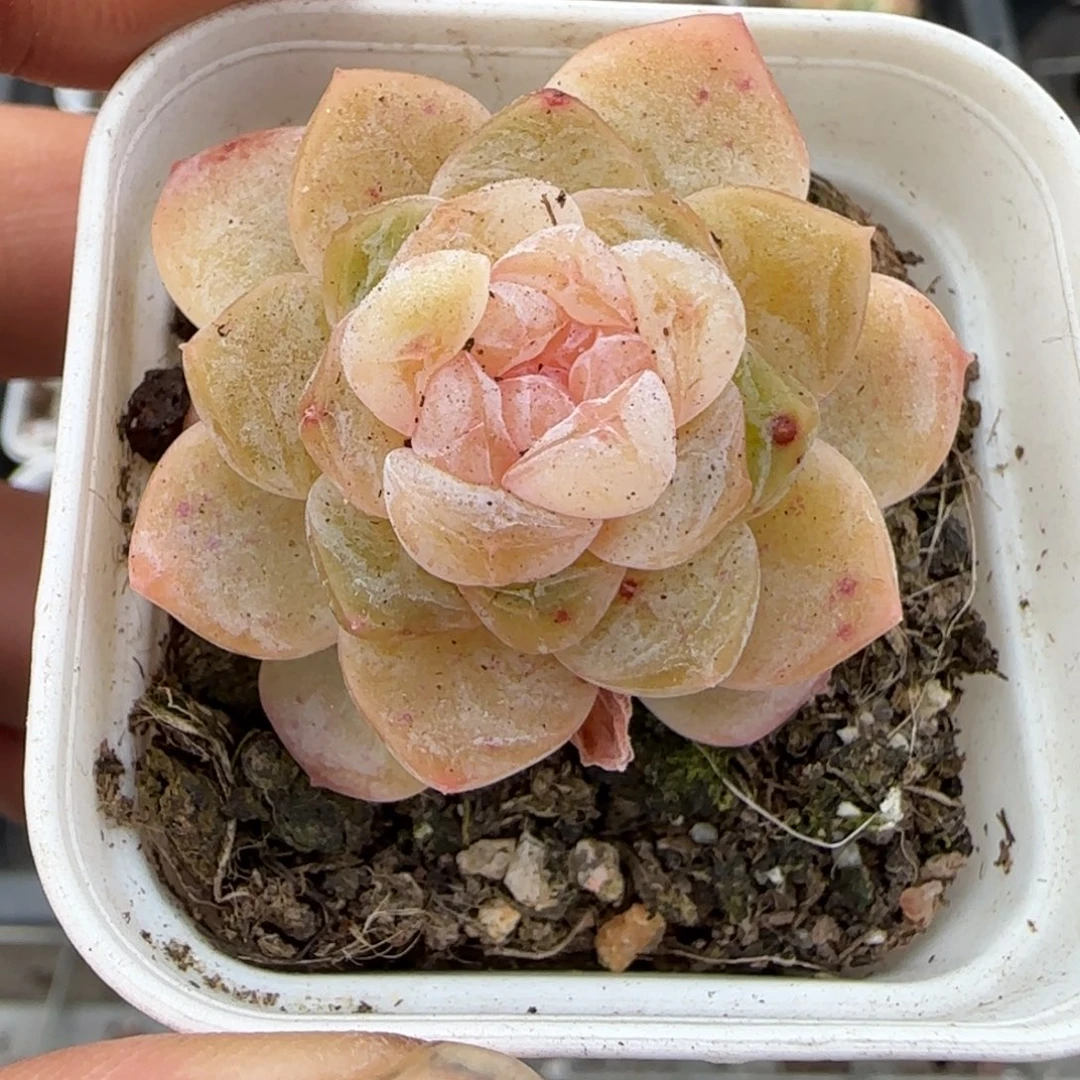 多肉小卡拉米糖心一物一拍