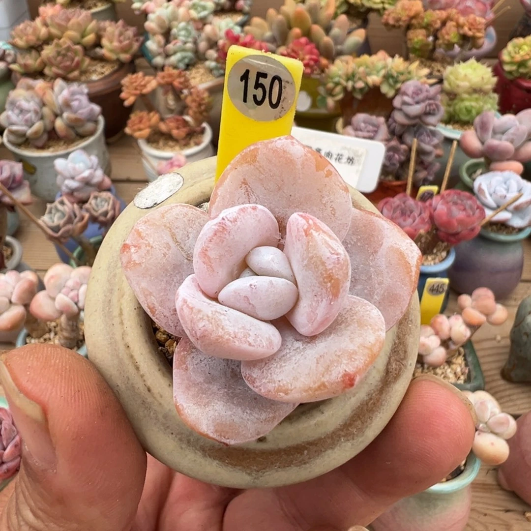 150雪莲老桩带腿0000