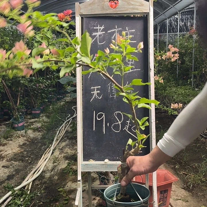 无花朵三角梅三角梅1312