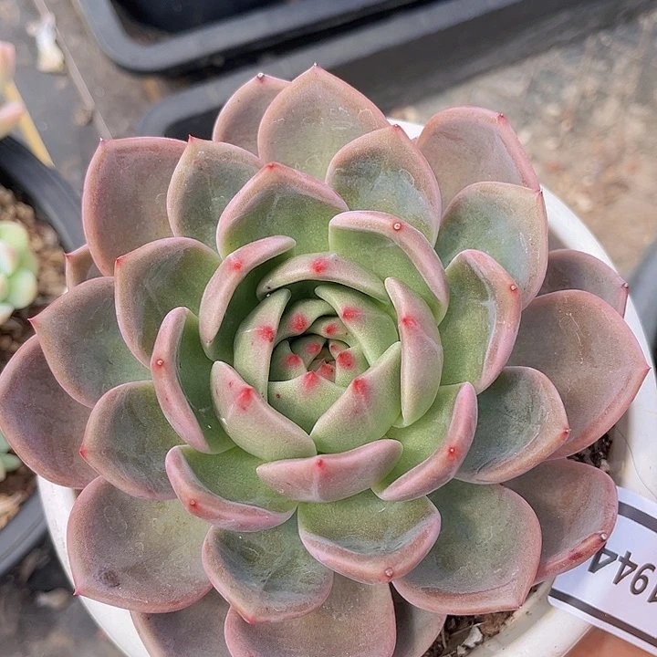 夜魔侠1944多肉植物