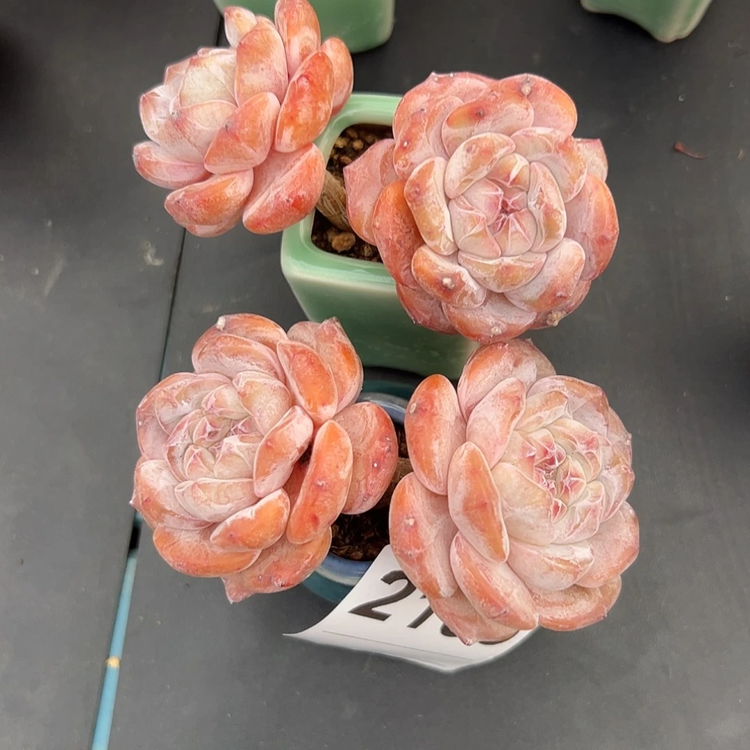 桃***）2165，俩个双头星影带盆发的