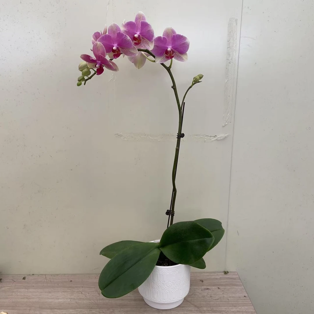 《多彩水蜜桃》3.5寸杯精品蝴蝶兰  清新淡雅 室内花卉