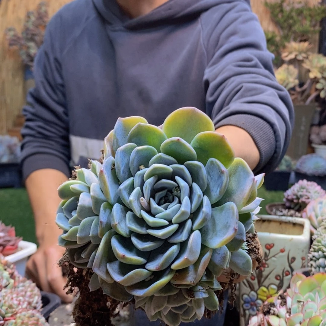 硫*D32号汉堡多肉