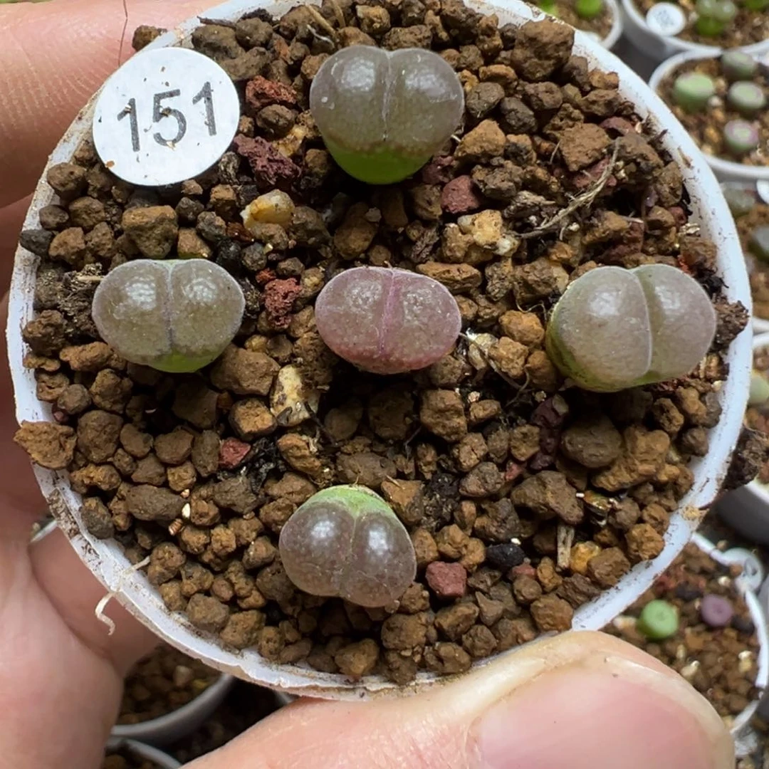 红网格风铃5颗脱土151000