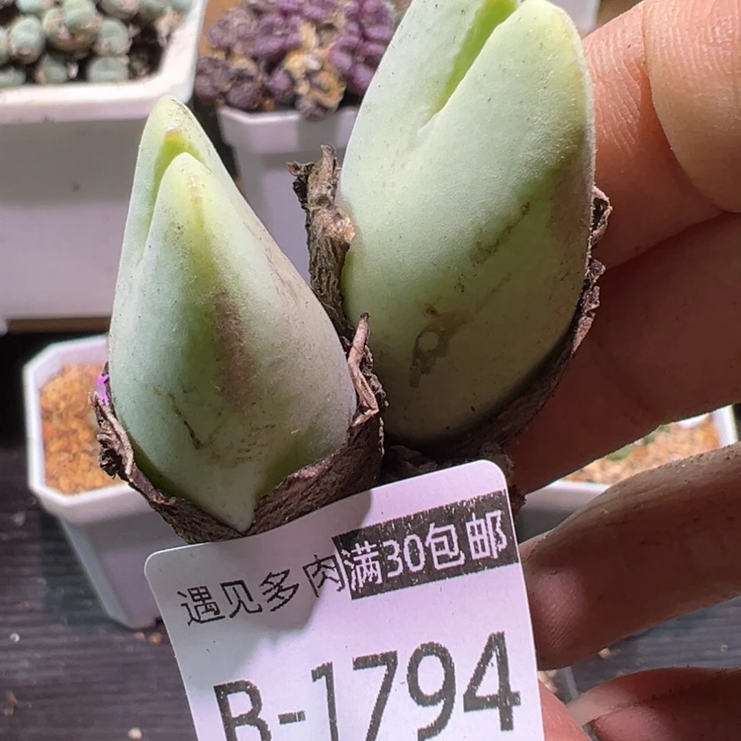 多肉植物111111111111