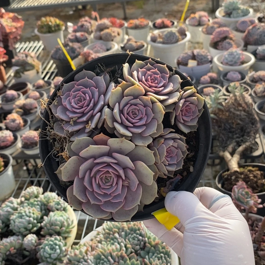 522粉蝶多头一物一拍