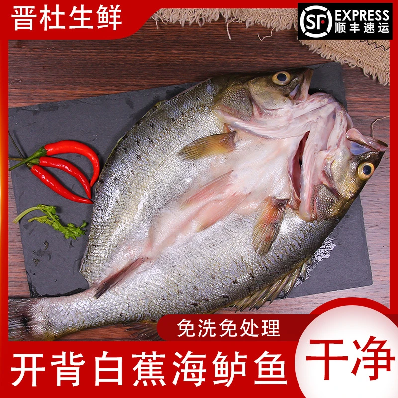 发4条白蕉海鲈鱼450-500g/条新鲜冰冻开背腌制开袋即烹