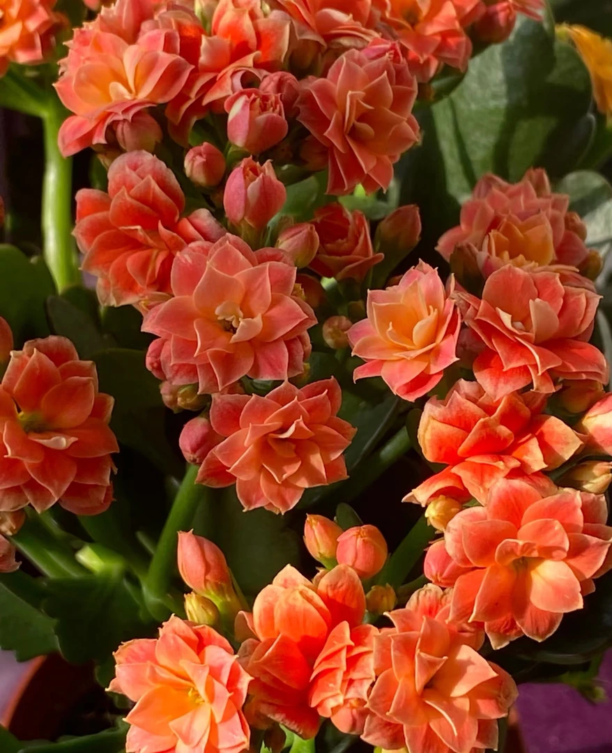 【玉台金盏】130稀有长寿花盆栽