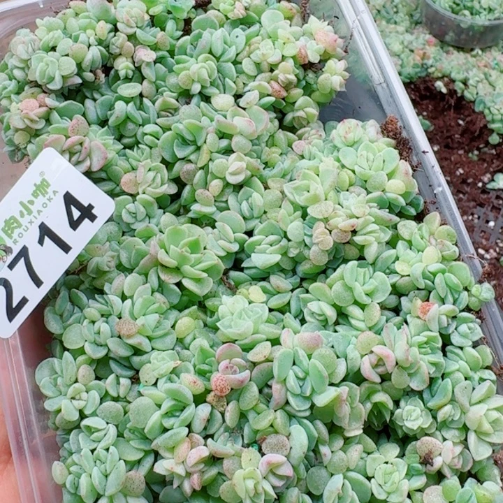 粉***坨多肉植物多肉植物