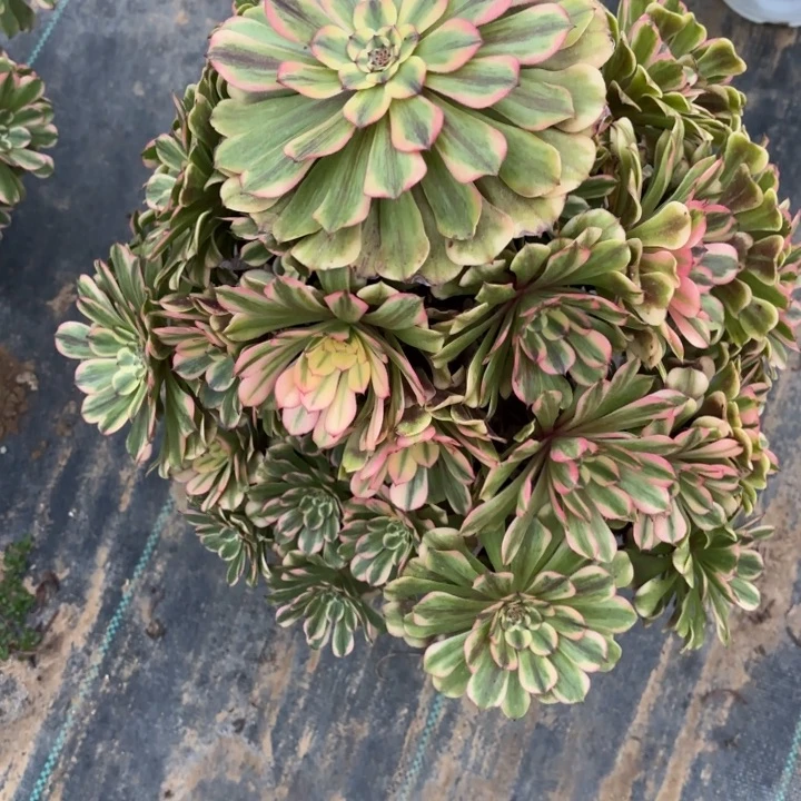 长****栈沙皇多肉断枝不包28