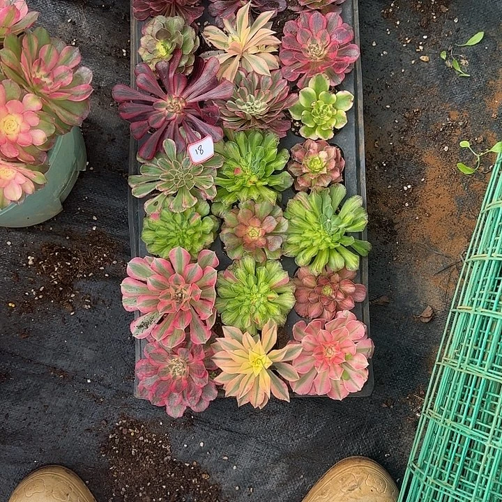杨***姐21颗小苗多肉植物18