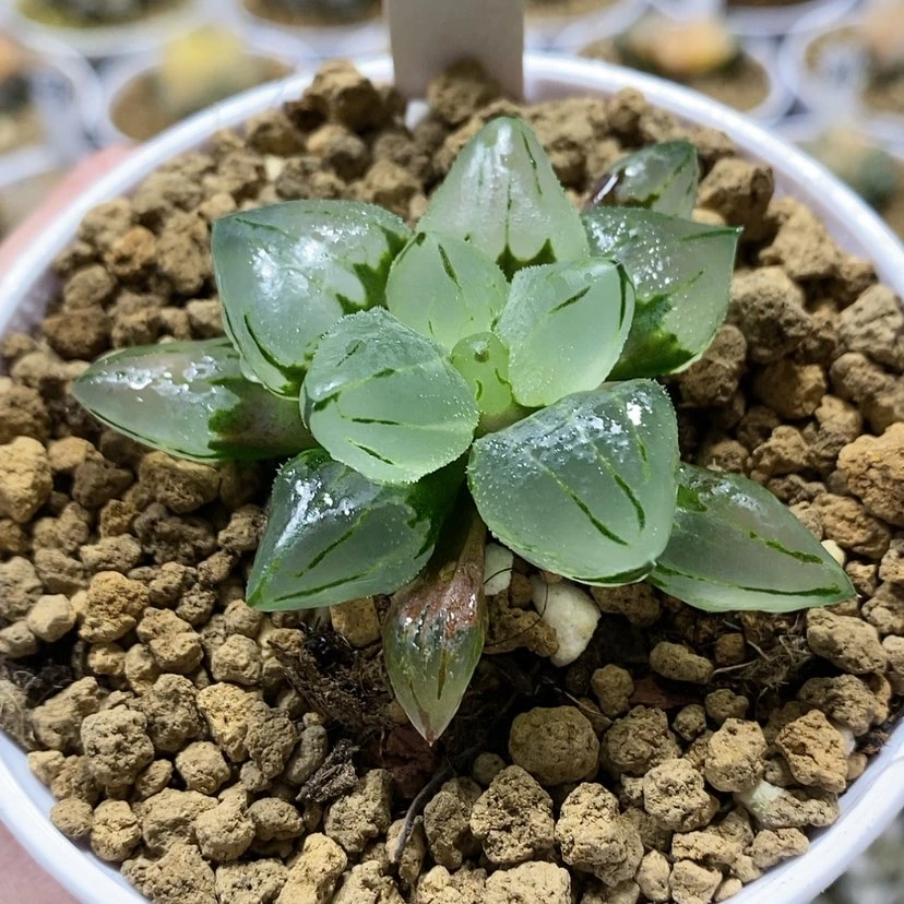 【闪购商品】33冰城实生