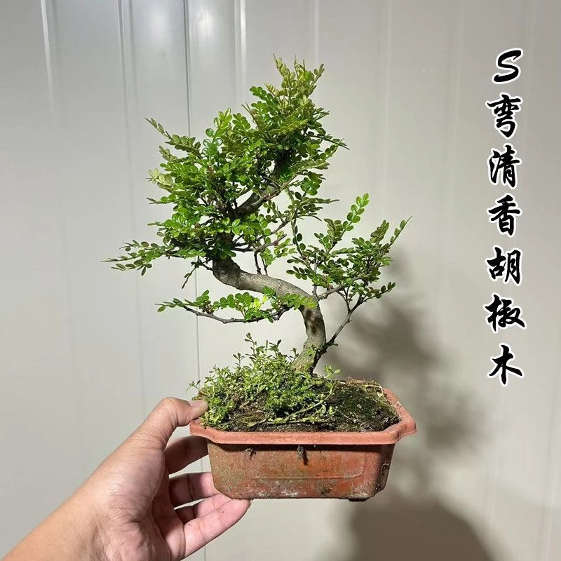 【精品S弯老桩】清香胡椒木原盆