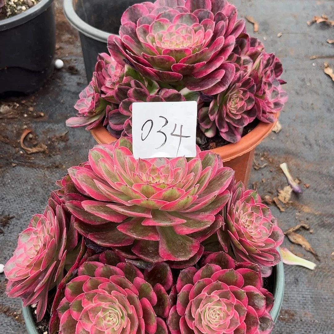 豆*034海神倾城多肉植物