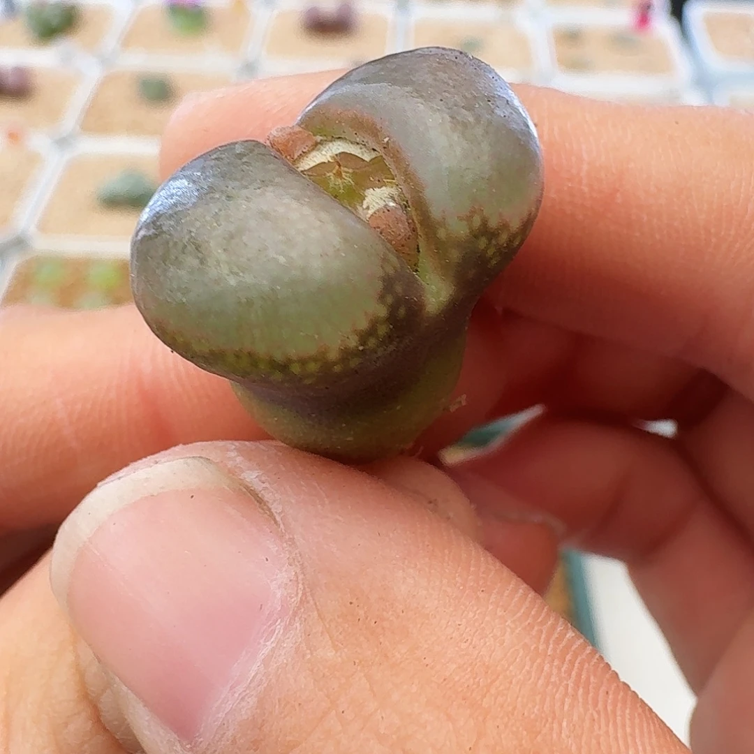 多肉植物福利风铃884