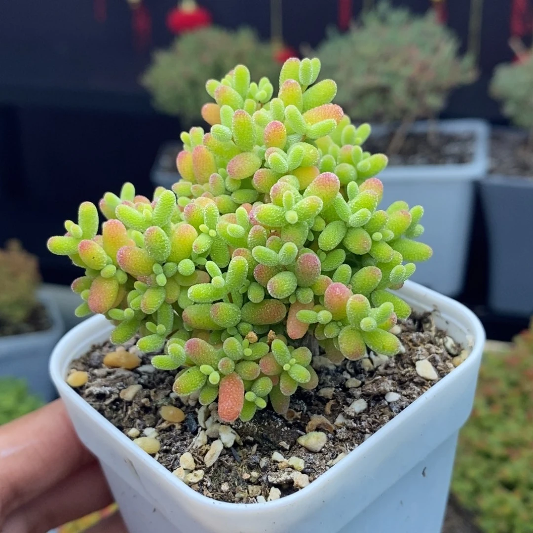 c120号蜜橘糖球枝干多肉