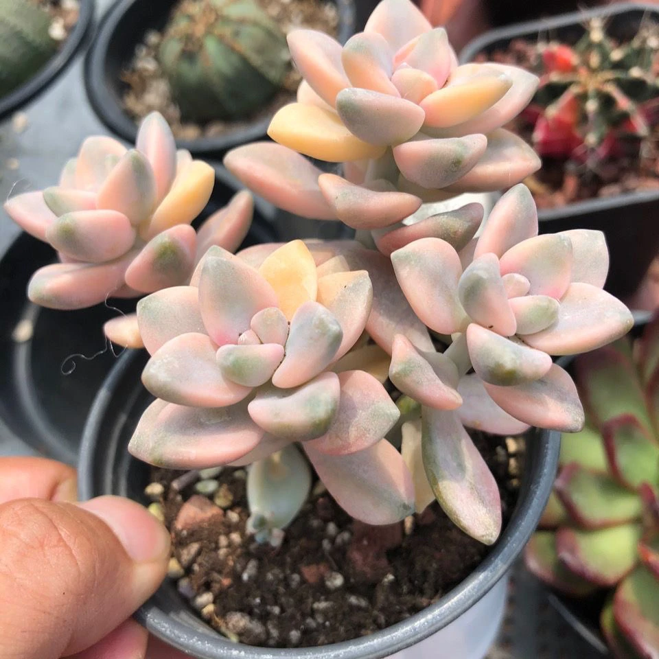 美杏锦多肉植物老桩适合办公室好养的高颜值桌面阳台绿植