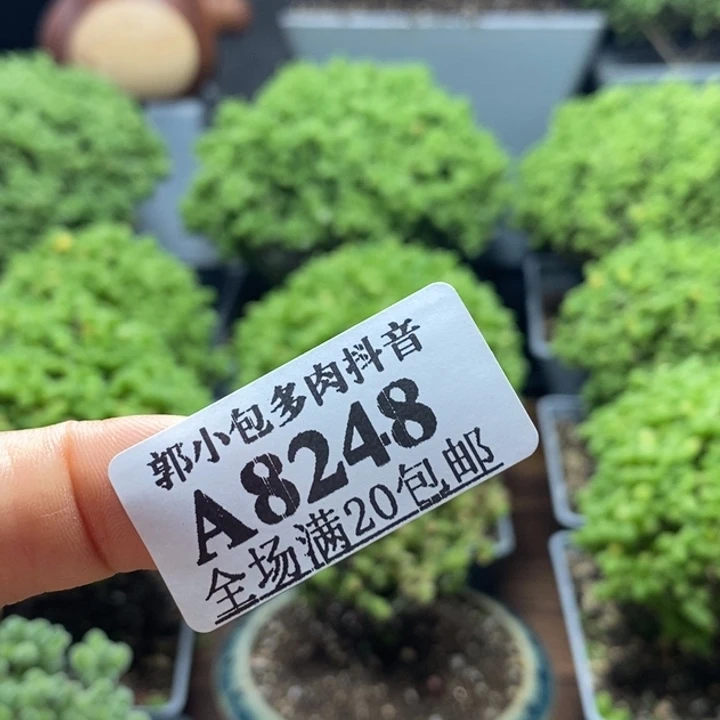 土两包8248枝干番杏