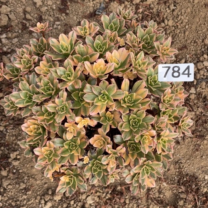 无花朵784多肉植物甜茶