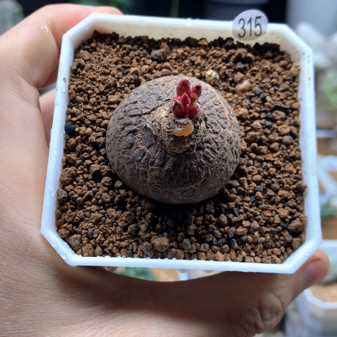 玫瑰大戟带盆315多肉