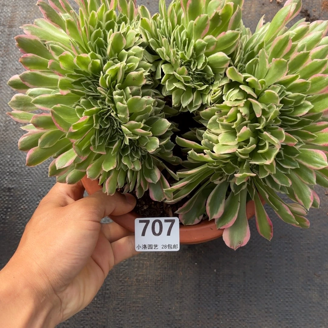 707号白凤缀化多肉植物