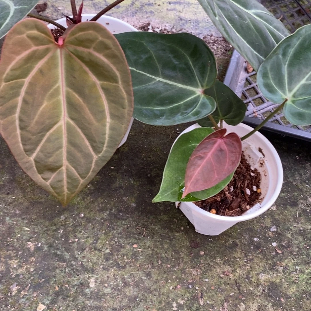 不开花植物2颗活动（无售后）