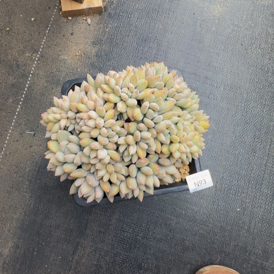 n n n n n n n n 93