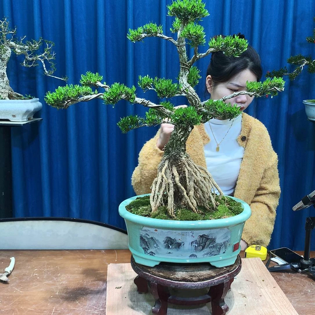 黄杨盆景一物一拍奥**.