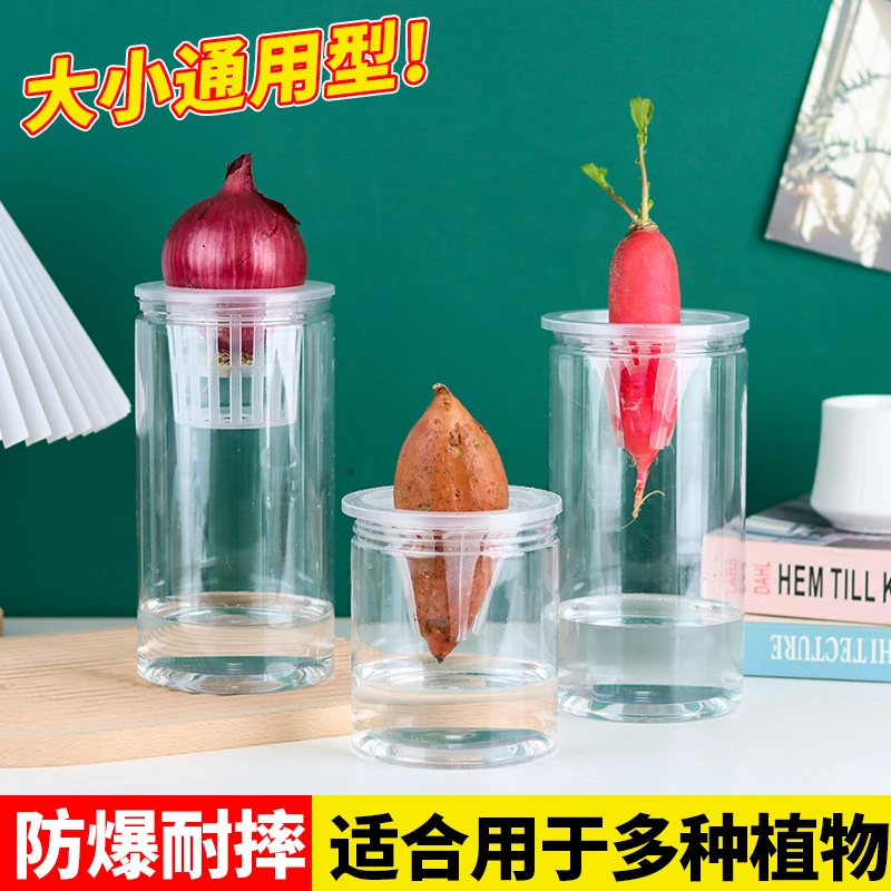 塑料透明水培器皿花盆萝卜红薯土豆绿植种球郁金香根茎水培定植篮