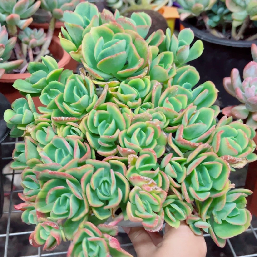 克里斯汀整装整群大盆