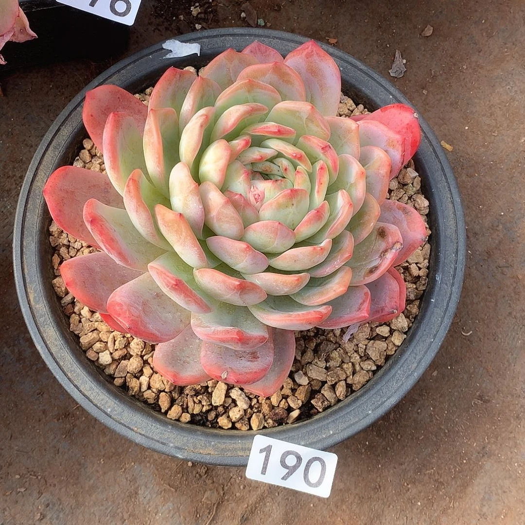 190 一物一拍多肉！