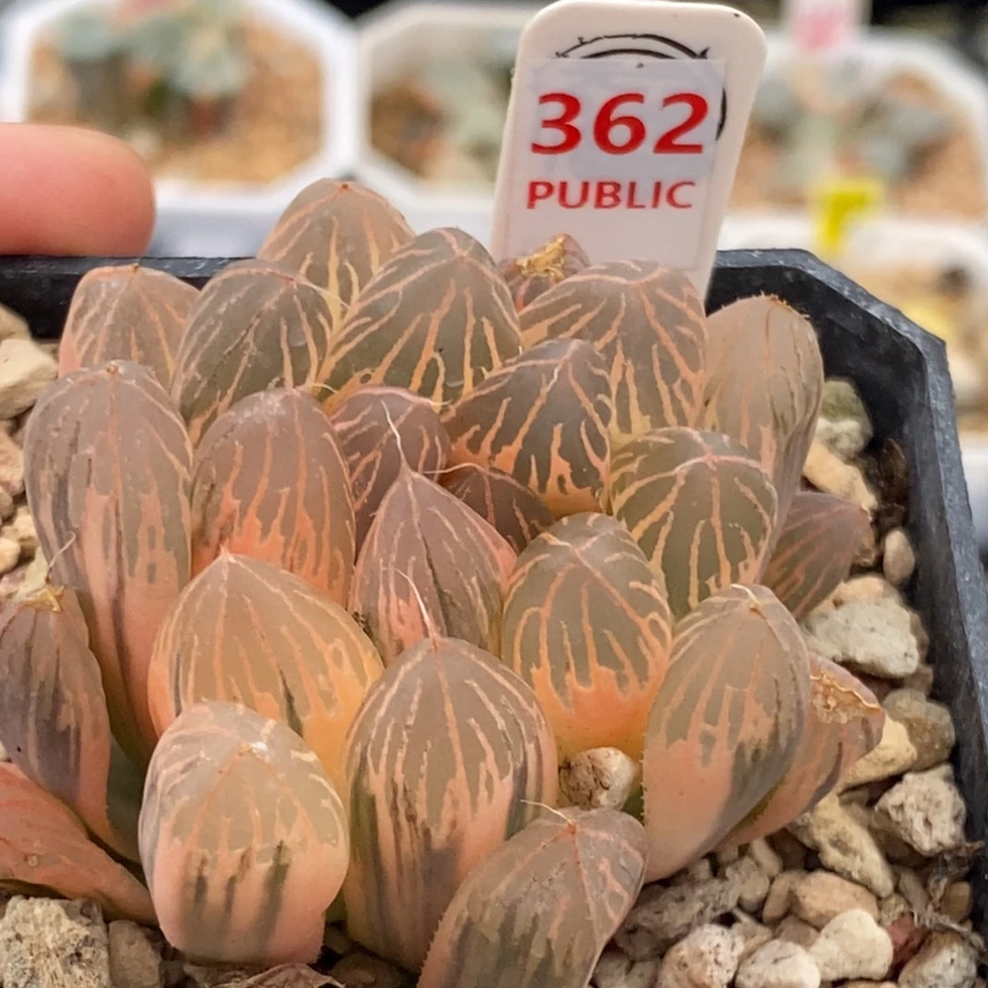 362号糊斑胭脂玉露锦