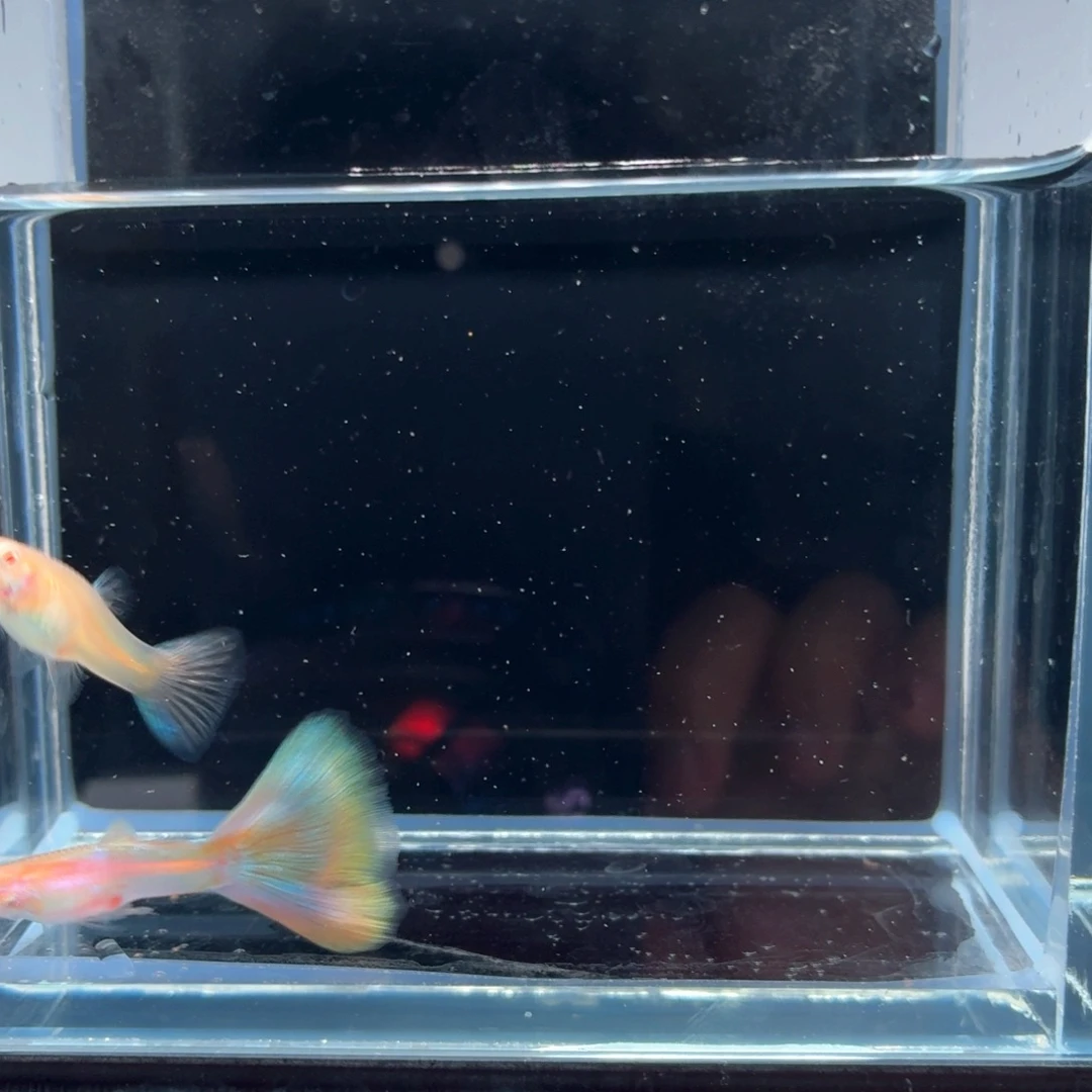 孔雀鱼极光幻彩一对（17）