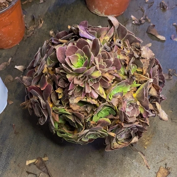 梅花博迪多肉断头不包3701