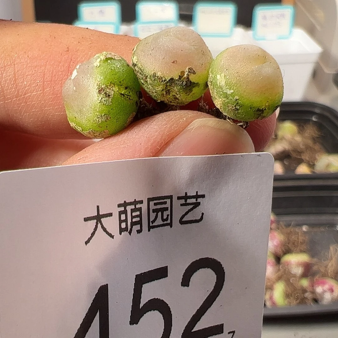 0000452有疤无售后