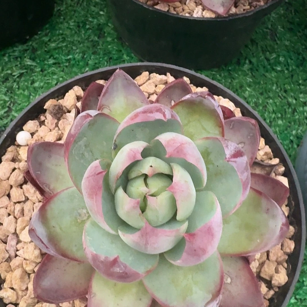 多肉植物一物一拍惊鸿